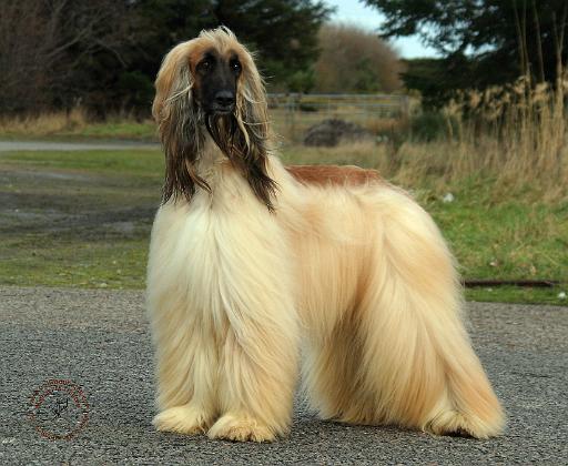 Afghan Hound 9Y119D-037.JPG